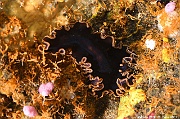 Pseudobiceros hymanae Planaire Hyman-Maldives Machchafushi Wrk-29m-20240426-da-DSC_7037_tn